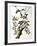 Downy Woodpecker, from "Birds of America"-John James Audubon-Framed Giclee Print