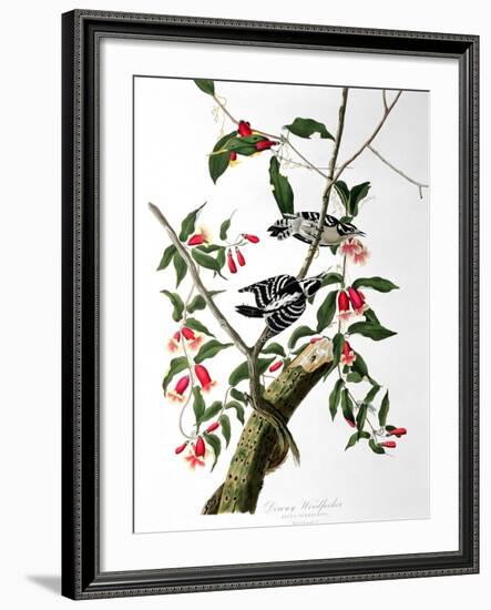 Downy Woodpecker, from "Birds of America"-John James Audubon-Framed Giclee Print