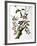 Downy Woodpecker, from "Birds of America"-John James Audubon-Framed Giclee Print