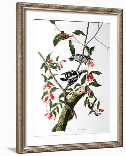 Downy Woodpecker, from "Birds of America"-John James Audubon-Framed Giclee Print