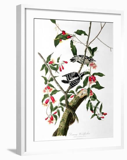 Downy Woodpecker, from "Birds of America"-John James Audubon-Framed Giclee Print