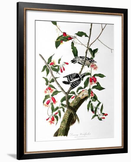 Downy Woodpecker, from "Birds of America"-John James Audubon-Framed Giclee Print