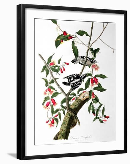 Downy Woodpecker, from "Birds of America"-John James Audubon-Framed Giclee Print