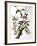 Downy Woodpecker, from "Birds of America"-John James Audubon-Framed Giclee Print