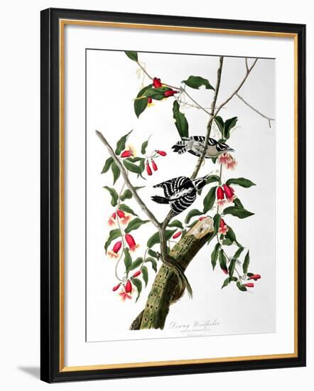 Downy Woodpecker, from "Birds of America"-John James Audubon-Framed Giclee Print