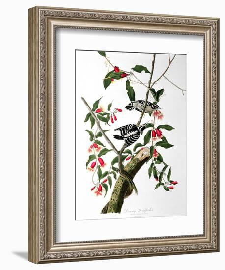 Downy Woodpecker, from "Birds of America"-John James Audubon-Framed Giclee Print