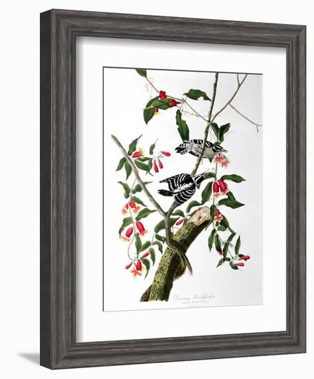 Downy Woodpecker, from "Birds of America"-John James Audubon-Framed Giclee Print