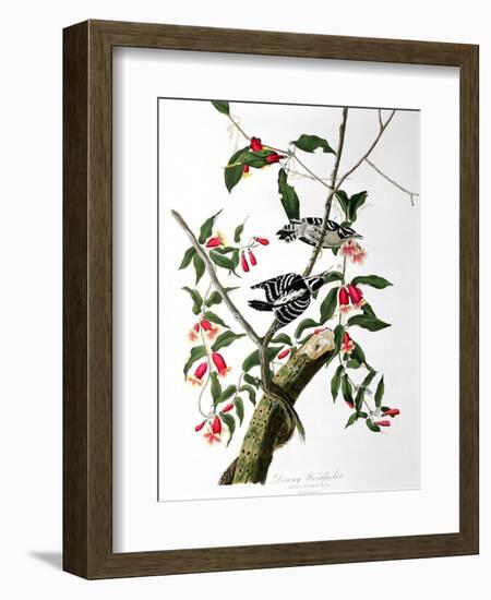 Downy Woodpecker, from "Birds of America"-John James Audubon-Framed Giclee Print