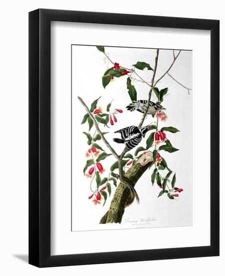 Downy Woodpecker, from "Birds of America"-John James Audubon-Framed Giclee Print