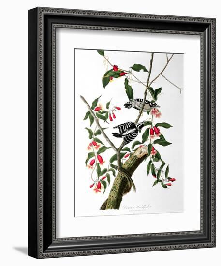 Downy Woodpecker, from "Birds of America"-John James Audubon-Framed Giclee Print