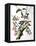 Downy Woodpecker, from "Birds of America"-John James Audubon-Framed Premier Image Canvas