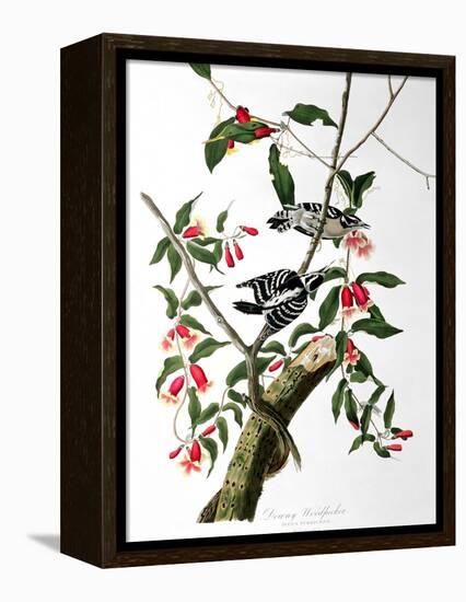 Downy Woodpecker, from "Birds of America"-John James Audubon-Framed Premier Image Canvas