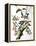 Downy Woodpecker, from "Birds of America"-John James Audubon-Framed Premier Image Canvas