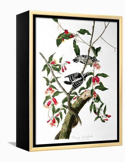 Downy Woodpecker, from "Birds of America"-John James Audubon-Framed Premier Image Canvas