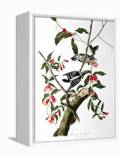 Downy Woodpecker, from "Birds of America"-John James Audubon-Framed Premier Image Canvas