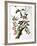 Downy Woodpecker, from "Birds of America"-John James Audubon-Framed Premium Giclee Print