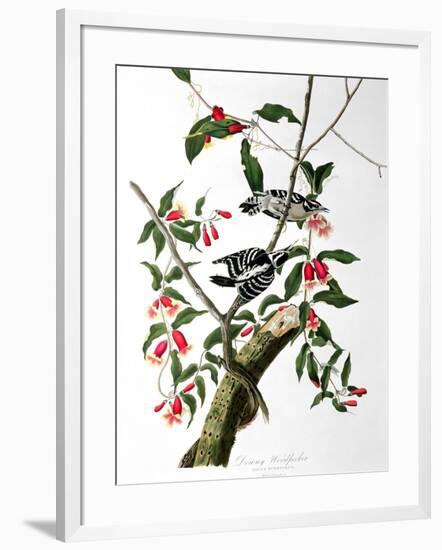 Downy Woodpecker, from "Birds of America"-John James Audubon-Framed Giclee Print