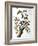 Downy Woodpecker, from "Birds of America"-John James Audubon-Framed Giclee Print