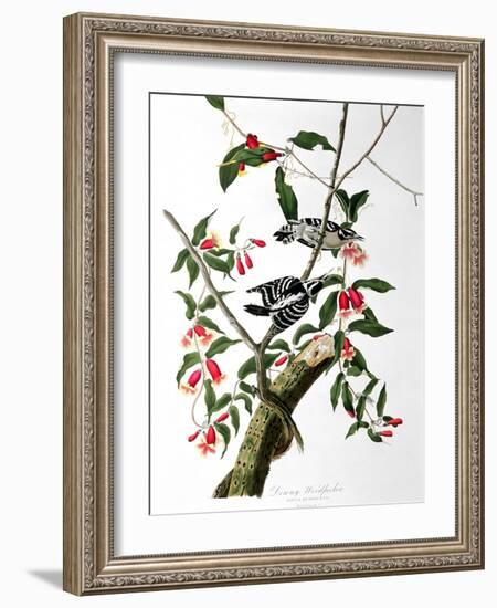 Downy Woodpecker, from "Birds of America"-John James Audubon-Framed Giclee Print