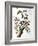 Downy Woodpecker, from "Birds of America"-John James Audubon-Framed Giclee Print