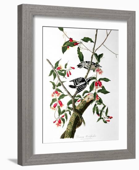 Downy Woodpecker, from "Birds of America"-John James Audubon-Framed Giclee Print