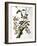 Downy Woodpecker, from "Birds of America"-John James Audubon-Framed Giclee Print