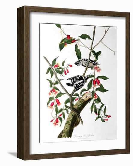 Downy Woodpecker, from "Birds of America"-John James Audubon-Framed Giclee Print