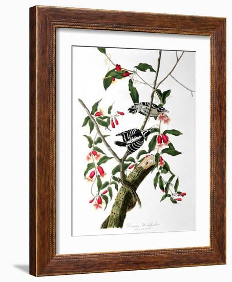 Downy Woodpecker, from "Birds of America"-John James Audubon-Framed Giclee Print