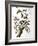 Downy Woodpecker, from "Birds of America"-John James Audubon-Framed Giclee Print