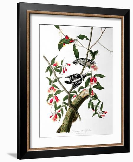 Downy Woodpecker, from "Birds of America"-John James Audubon-Framed Giclee Print