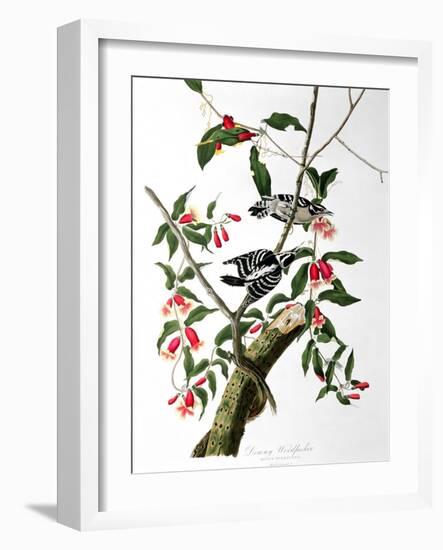 Downy Woodpecker, from "Birds of America"-John James Audubon-Framed Giclee Print