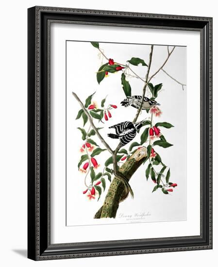 Downy Woodpecker, from "Birds of America"-John James Audubon-Framed Giclee Print