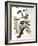 Downy Woodpecker, from "Birds of America"-John James Audubon-Framed Giclee Print