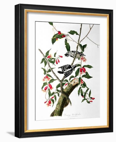 Downy Woodpecker, from "Birds of America"-John James Audubon-Framed Giclee Print