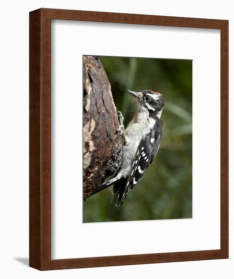 Downy Woodpecker (Picoides Pubescens), Wasilla, Alaska, United States of America, North America-null-Framed Photographic Print