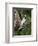 Downy Woodpecker (Picoides Pubescens), Wasilla, Alaska, United States of America, North America-null-Framed Photographic Print