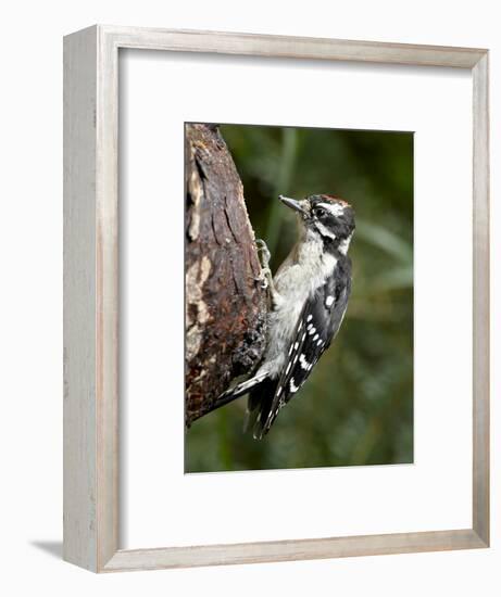 Downy Woodpecker (Picoides Pubescens), Wasilla, Alaska, United States of America, North America-null-Framed Photographic Print