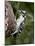 Downy Woodpecker (Picoides Pubescens), Wasilla, Alaska, United States of America, North America-null-Mounted Photographic Print