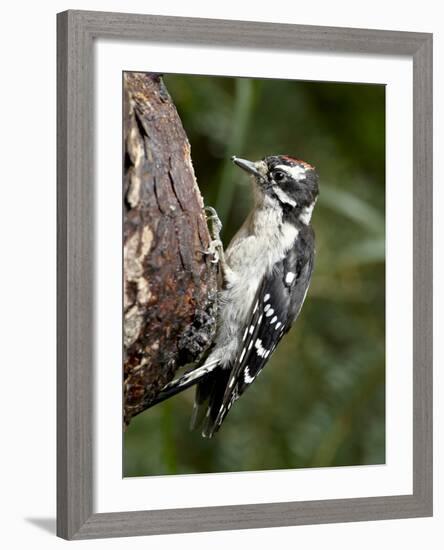 Downy Woodpecker (Picoides Pubescens), Wasilla, Alaska, United States of America, North America-null-Framed Photographic Print