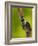 Downy Woodpecker-Adam Jones-Framed Photographic Print