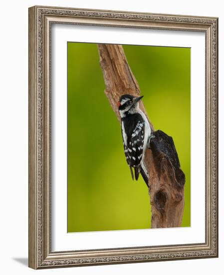 Downy Woodpecker-Adam Jones-Framed Photographic Print