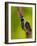 Downy Woodpecker-Adam Jones-Framed Photographic Print