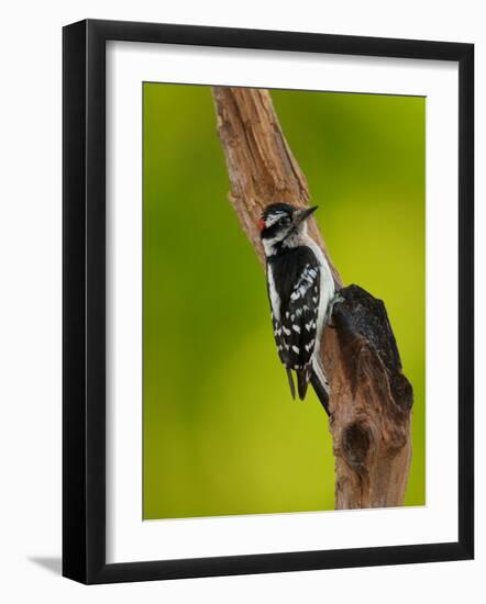 Downy Woodpecker-Adam Jones-Framed Photographic Print