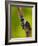 Downy Woodpecker-Adam Jones-Framed Photographic Print