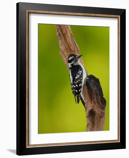 Downy Woodpecker-Adam Jones-Framed Photographic Print