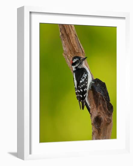 Downy Woodpecker-Adam Jones-Framed Photographic Print