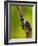 Downy Woodpecker-Adam Jones-Framed Photographic Print