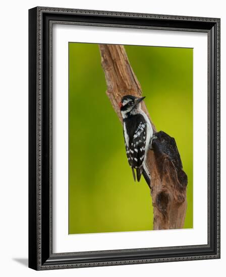 Downy Woodpecker-Adam Jones-Framed Photographic Print