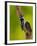 Downy Woodpecker-Adam Jones-Framed Photographic Print