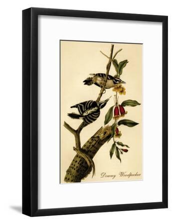 audubon downy woodpecker